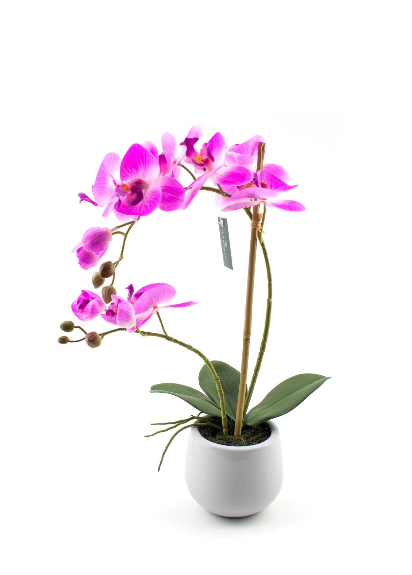 Mor Saksılı Orkide 48 cm